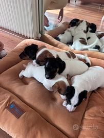 Vendita cuccioli di Jack Russel