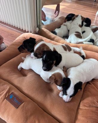 Vendita cuccioli di Jack Russel