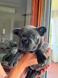 Cuccioli Bulldog francese