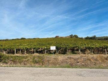 COMPLESSO DI TERRENI AGRICOLI – 7,31 HA