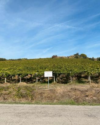 COMPLESSO DI TERRENI AGRICOLI – 7,31 HA