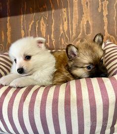 CRAZY DOG spitz