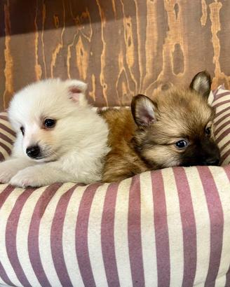 CRAZY DOG spitz