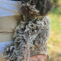 Cane Cucciolo LAGOTTO ROMAGNOLO puro