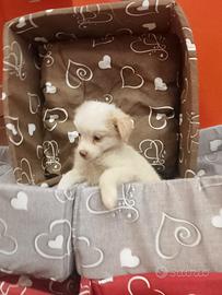 Maltese Mix Femminuccia