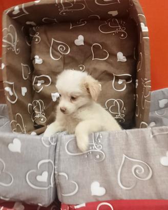 Maltese Mix Femminuccia
