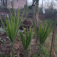 pianta da giardino o vaso