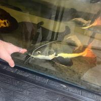 Pesce gatto coda rossa