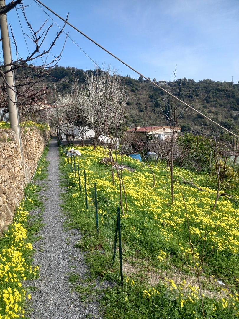 Tre porzioni di terreno zona San Giovanni- Sanremo - Vista 3