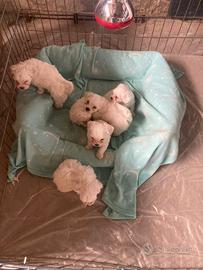 Cuccioli di maltese