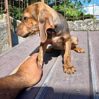 Cuccioli seguggio maremmano