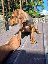 Cuccioli seguggio maremmano