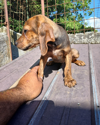 Cuccioli seguggio maremmano