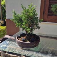 Bonsai