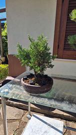Bonsai