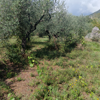 Terreno agricolo con Uliveto