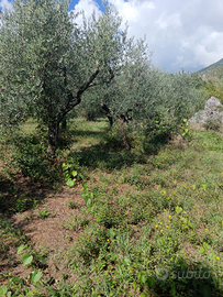 Terreno agricolo con Uliveto