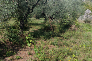 Terreno agricolo con Uliveto