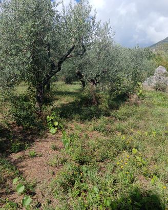 Terreno agricolo con Uliveto