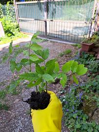 Piante glicine