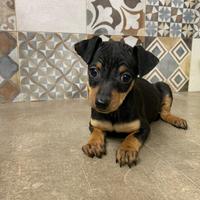 Pinscher nano maschio