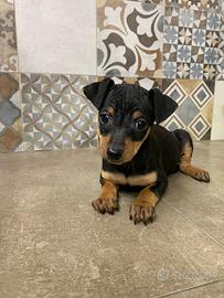 Pinscher nano maschio