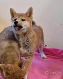 Shiba Inu cuccioli stupendi
