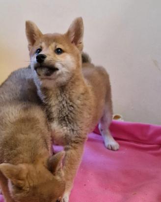 Shiba Inu cuccioli stupendi