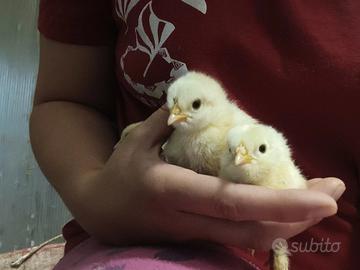 Faverolles e sussex