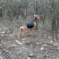 Segugio maremmano da cinghiale