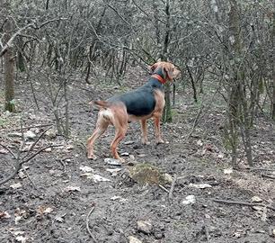 Segugio maremmano da cinghiale