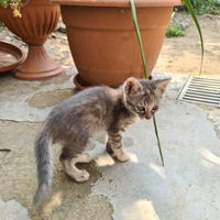 Gattina grigio cenere