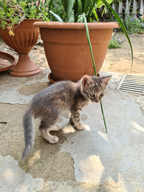 Gattina grigio cenere