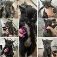 Piccoli gattini