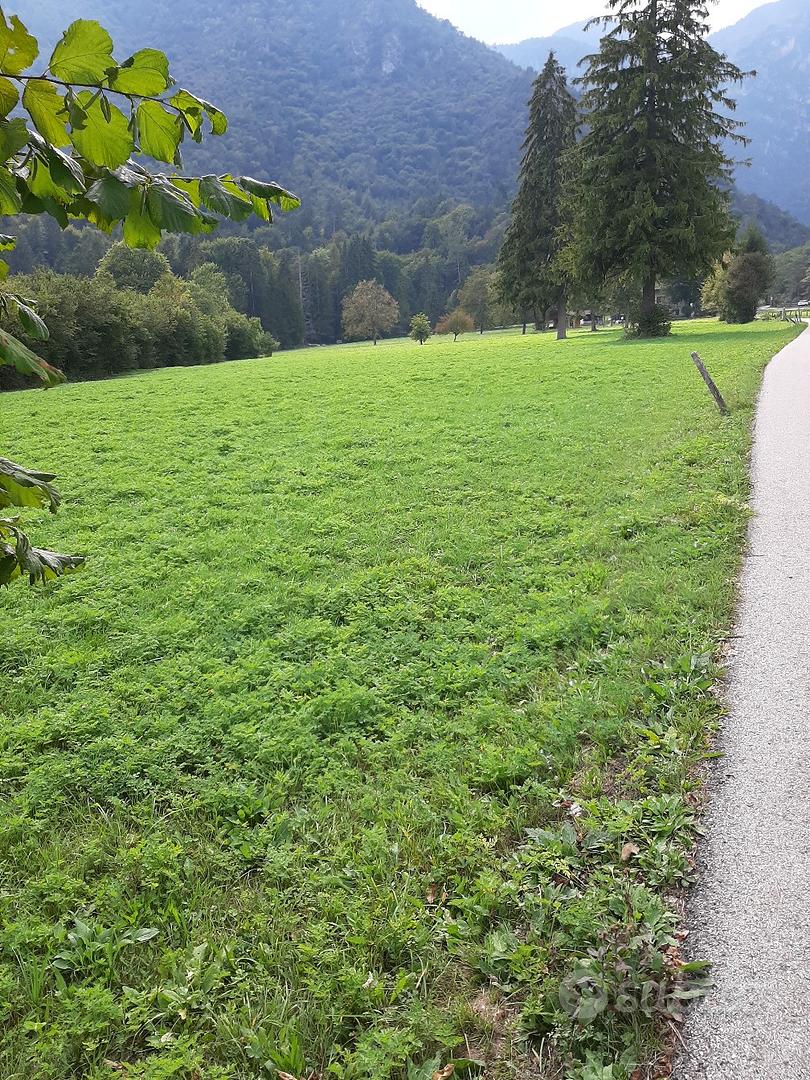 TERRENO AGRICOLO - Vista 5