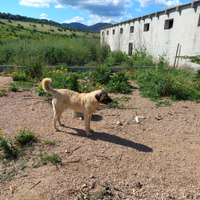 Cane Rrazza Kangal