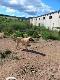 Cane Rrazza Kangal