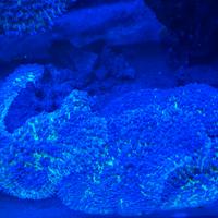 corallo acquario marino