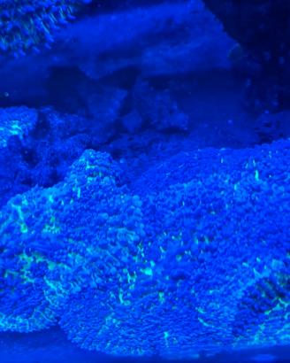 corallo acquario marino