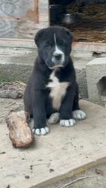 Pastore Asia centrale