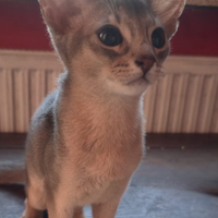 Gatti abissini colore blu di mesi 3