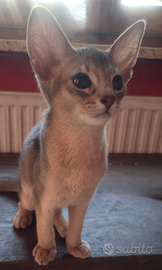 Gatti abissini colore blu di mesi 3
