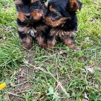 Cuccioli di Yorkshire Toy