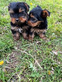 Cuccioli di Yorkshire Toy