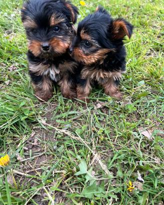 Cuccioli di Yorkshire Toy