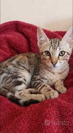 Gattina tigrata 5 mesi