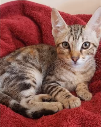 Gattina tigrata 5 mesi