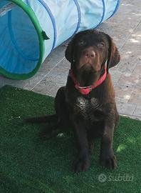 Puppylabrador 3 mesi disponibile