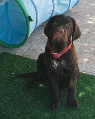 Puppylabrador 3 mesi disponibile
