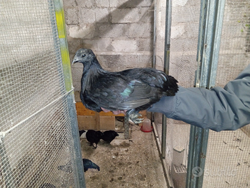 Pulcinotti Ayam Cemani